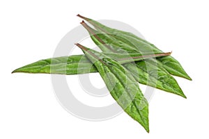 Eupatorium stoechadosmum Hance white background in studio