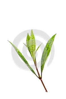 Eupatorium stoechadosmum Hance white background in studio