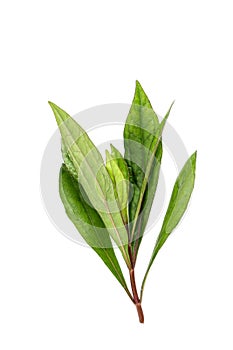 Eupatorium stoechadosmum Hance white background in studio