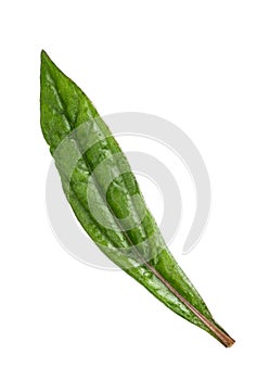 Eupatorium stoechadosmum Hance white background in studio