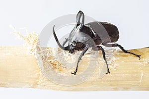 Eupatorus birmanicus rabbit beetle