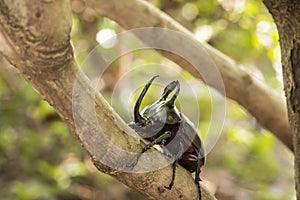 Eupatorus birmanicus rabbit beetle climbing