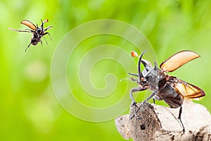 Eupatorus gracilicornis or Hercules beetles