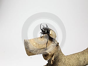 Eupatorus gracilicornis or Hercules beetles