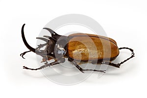 Eupatorus gracilicornis on white background