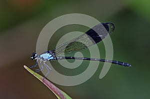 Euphaea Impar male damselfly