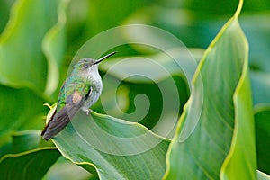 Eupherusa eximia, Stripe-tailed Hummingbird, small bird from Savegre, Cordillera de Talamanca, Costarica. Wildlife scene from trop