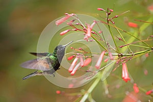 Eupherusa nigriventris, Black-bellied hummingbird