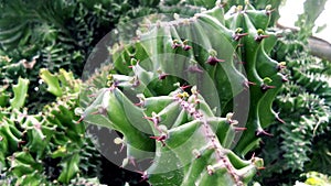 Euphobia lactea cactus