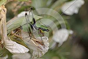 Eupholidoptera schmidti (Schmidt's Marbled Bush-cricket), Greece