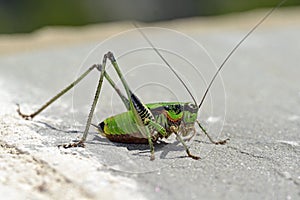 Eupholidoptera schmidti (Schmidt's Marbled Bush-cricket), Greece