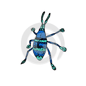 Eupholus magnificus beetle, top view, blue and green stripes, hand drawn vector sketch illustration with inscription photo