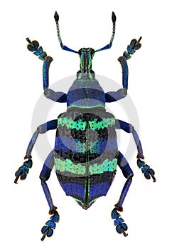 Eupholus magnificus, a blue exotic weevil