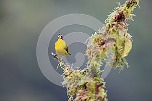 Euphonia laniirostris