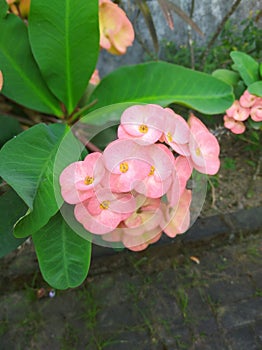 Euphorbia