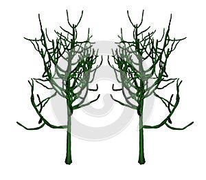 Euphorbia photo