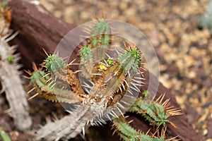 Euphorbia Aggregata cactus in Saint Gallen in Switzerland