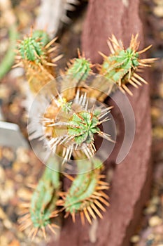 Euphorbia Aggregata cactus in Saint Gallen in Switzerland