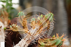 Euphorbia Aggregata cactus in Saint Gallen in Switzerland