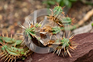 Euphorbia Aggregata cactus in Saint Gallen in Switzerland