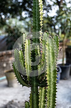 Euphorbia aggregata cactus from South Africa. Closeup image of euphorbia ingens cactus trees. Euphorbia trigona, African milk tree