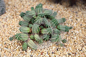 Euphorbia Aggregata Succulent Plant