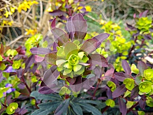Euphorbia amygdaloides `Purpurea`
