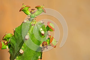 Euphorbia antiquorum
