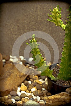 Euphorbia antiquorum in nature is another species of ornamental plant.