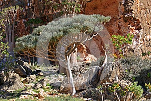 Euphorbia arbuscula, endemic tree of Socotra photo