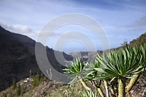 Euphorbia atropurpurea plant in the background of a mountain range