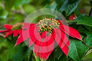 Euphorbia is a beautiful poinsettia green plant with bright red leaves. Christmas holidays, popular seasonal decoration