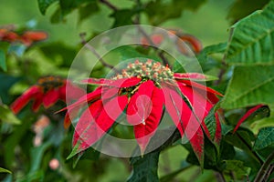 Euphorbia is a beautiful poinsettia green plant with bright red leaves. Christmas holidays, popular seasonal decoration