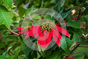 Euphorbia is a beautiful poinsettia green plant with bright red leaves. Christmas holidays, popular seasonal decoration