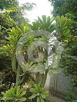 Euphorbia cactus