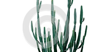 Euphorbia cactus desert garden succulent plant green pattern on white background, clipping path included