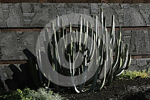 The Euphorbia Canariensis is endemic to the Canary Islands. This plant loves the rough coastal zones photo