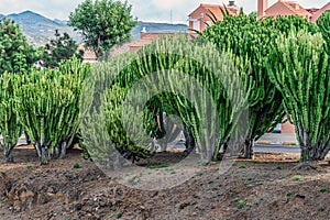 Euphorbia candelabrum bushes on Calle Europa street in La Laguna, Spain