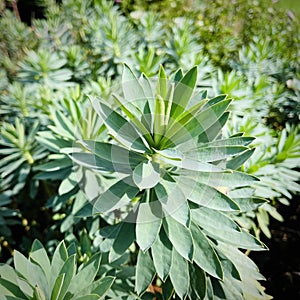 Euphorbia characias \'Portuguese Velvet\' close up.