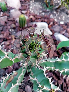 Euphorbia coerulescens