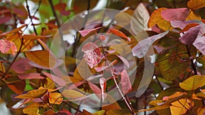 Euphorbia cotinifolia (tropical smoke bush, Mexican shrubby spurge, herba mala , daun marun)