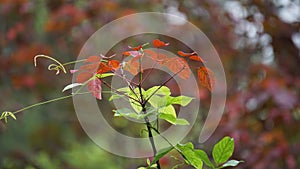 Euphorbia cotinifolia (tropical smoke bush, Mexican shrubby spurge, herba mala , daun marun)