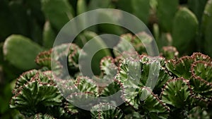 Euphorbia crested evergreen desert plant cultivated as ornamental in garden. Succulents background, natural pattern