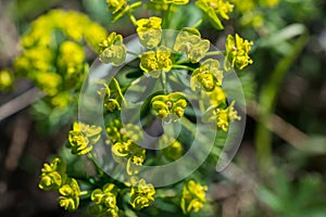 Euphorbia cyparissias, cypress spurge, flowers closeup selective focus