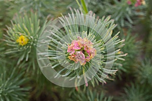 Euphorbia cyparissias, cypress spurge flowers macro selective focus