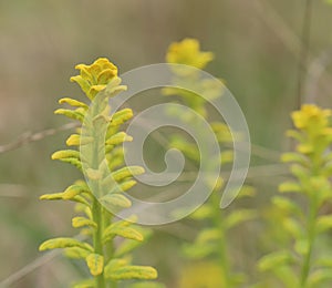 Euphorbia cyparissias, the cypress spurge, infested by the fungus Uromyces pisi-sativi photo