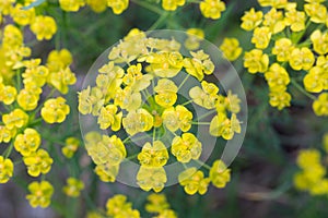 Euphorbia cyparissias, flowers closeup selective focus cypress spurge