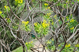 Euphorbia dendroides shrub