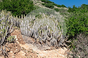 Euphorbia echinus growing in arid conditions, Agadir, Morocco