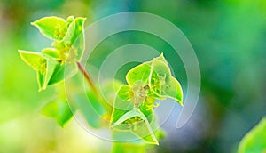 Euphorbia on El Vendrell mountain, Tarragona